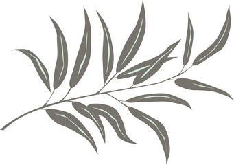 olive branch with leaves, vector drawing on a white background