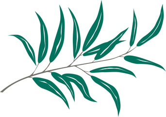 olive branch with leaves, vector drawing on a white background