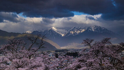 Cherry blossoms in Omachi Park and the Northern Alps illuminated by sunlight