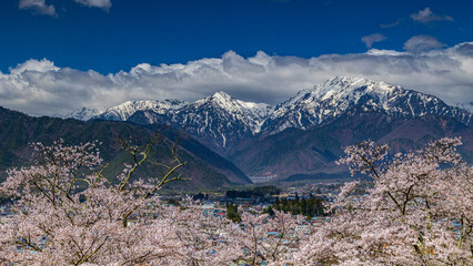 桜と雪山　長野県大町市　大町公園