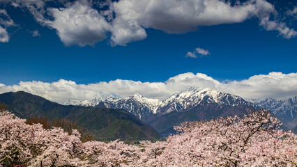 Omachi Park in spring - cherry blossoms in full bloom and spectacular views of the Northern Alps