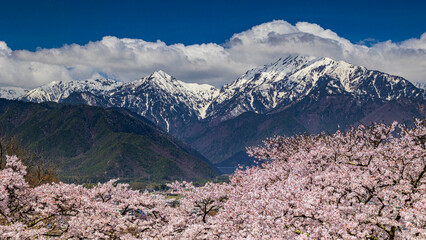 雪山と満開の桜　長野　大町公園　絶景