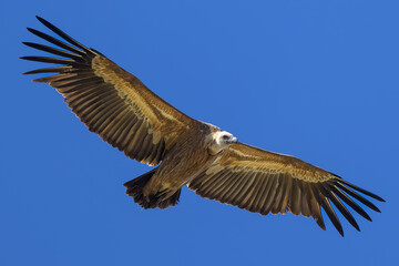 Buitre leonado en Madrid