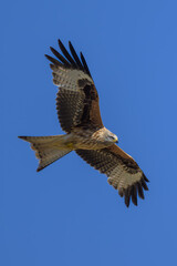 Halcón buscando alimento en la Sierra de Guadarrama
