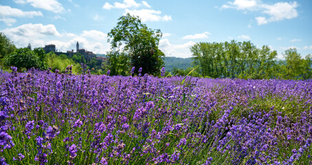 Lavender field in bloom near the village of Sale San Giovanni, Langhe region, Piedmont, Italy,...