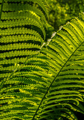 Close up beautiful fern leaves grow in the forest. Blur and selective focus.