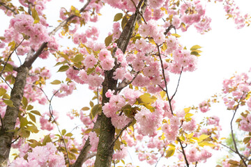 Pink delicate flowers of Japanese cherry blossom, close-up