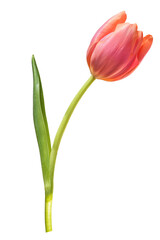 PNG red tulip, flower sticker