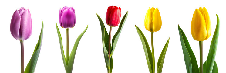 Red, yellow and purple tulip flowers isolated on transparent or white background