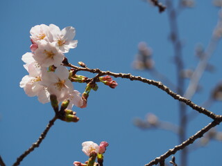 サクラと青空