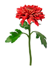 PNG red chrysanthemum flower sticker