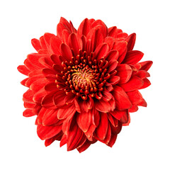 Red chrysanthemum png flower sticker