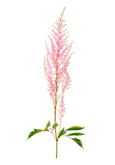 Astilbe peach blossom png pink flower sticker