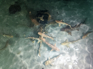 Shark feeding at Ari atoll on Maldives