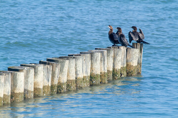 po delta regional park marshes and lakes protected for fish and bird fauna large park and protected...