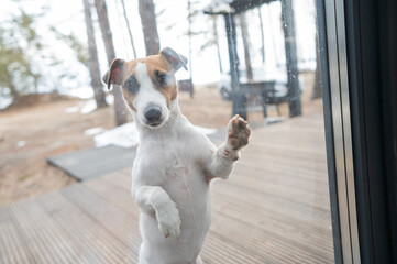 The Jack Russell Terrier dog asks to go to a country house with panoramic windows.