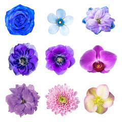 PNG blue and purple flower sticker, collage element set