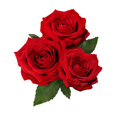 Naklejka premium Red rose png, valentine's flower sticker