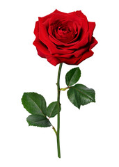 Red rose png, valentine's flower sticker