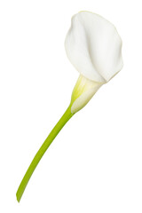 PNG white calla lily flower sticker