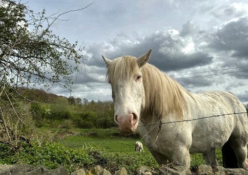 A white horse, its long mane flowing, stands serenely behind a wire fence,  as cloudy skies and fields, paint a tranquil rural scene in, Fagley, Bradford, UK.