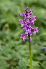 Early Purple Orchid flowering in springtime in a wood in East Sussex