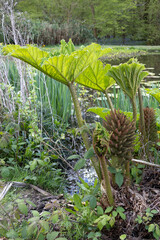Brazilian Giant Rhubarb, Gunnera manicata,  conical branched panicle growing in springtime in East...