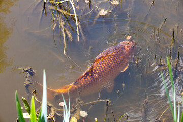 Koi Carp swimming close to the surface in a pond in East Sussex