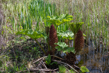Brazilian Giant Rhubarb, Gunnera manicata,  conical branched panicle growing in springtime in East...