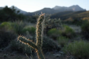 Cholla cactus close up in the desert with mountains in the background