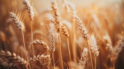 Fototapeta premium A close-up of ripe wheat ears swaying gently in the breeze, symbolizing the abundance and prosperity of grain harvests in fertile fields.