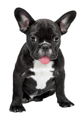 French bulldog png dog sticker