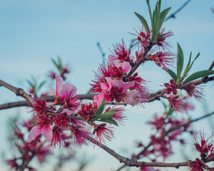 branch of a tree in bloom