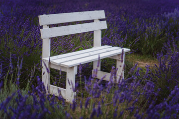 The bench is situated in a field of lavender in a beautiful setting