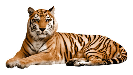 Tiger png sticker, wild animal transparent background