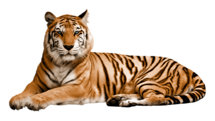 Tiger png sticker, wild animal transparent background