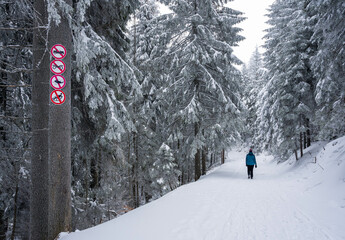 Woman walking in winter forest.