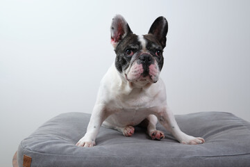 A black and white French bulldog