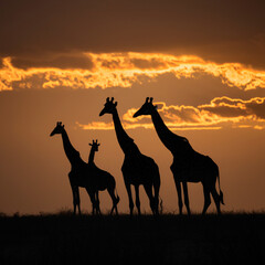 Fototapeta na wymiar silhouette of giraffe