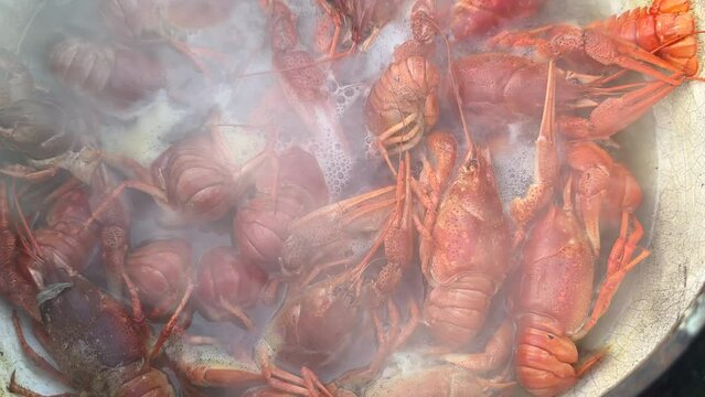 Cooking crayfish in a saucepan on fire. Crayfish for cooking. Caught crayfish on river while fishing. Crayfish, or crawdads, are crustaceans that live in freshwater environments throughout world. 