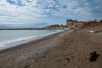 tomboli nature reserve of cecina maritime pine on the sea of marina di cecina