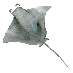 Watercolor painted manta ray transparent png © Rawpixel.com
