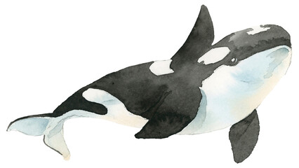 Watercolor painted killer whale transparent png