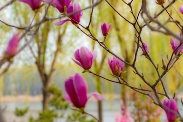 In spring, colorful flowers compete to bloom