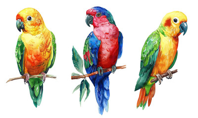 Watercolor exotic bird isolated on white background. Vector illustration - obrazy, fototapety, plakaty