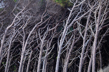 tomboli nature reserve of cecina maritime pine on the sea of marina di cecina