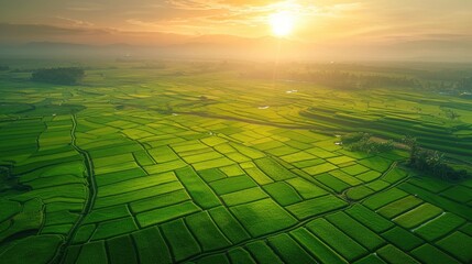 An aerial view capturing the tranquil beauty of rice paddies at sunset, with the paddies glowing in vibrant greens against a dusky sky. The layout shows harmonious symmetry and natural artistry