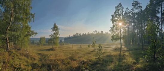 Fototapeta premium A bright summer morning in the forest with clear skies.