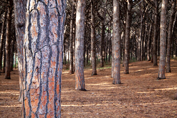 tomboli nature reserve of cecina maritime pine on the sea of marina di cecina