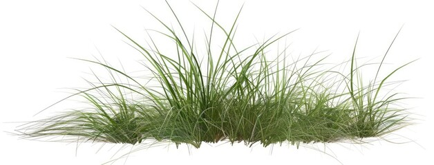 Fresh Green Grass Clump Isolated on White